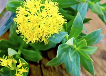 Rhodiola mitochondrial biogenesis adaptogen