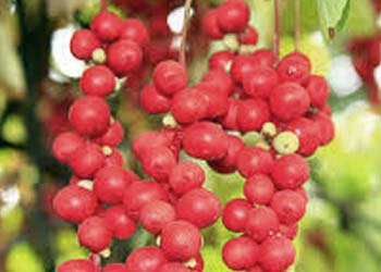 Schisandra berry mitochondrial function support